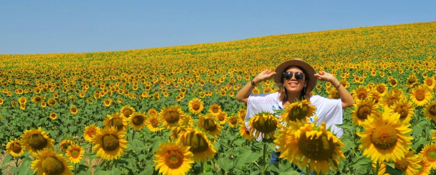 WHY ARE THE JAPANESE SO OBSESSED WITH SPAIN'S SUN FLOWERS?