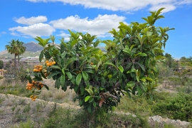 A Vendre - Detached House / Villa - La Nucía - La nucia